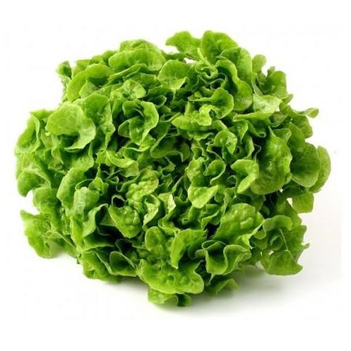 Lechuga Roble Verde Hydroponica Un