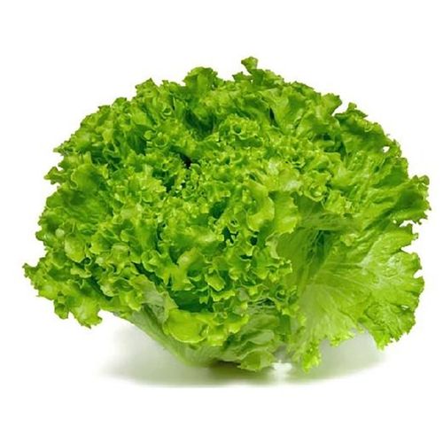 Lechuga Crespa Hydroponica Un